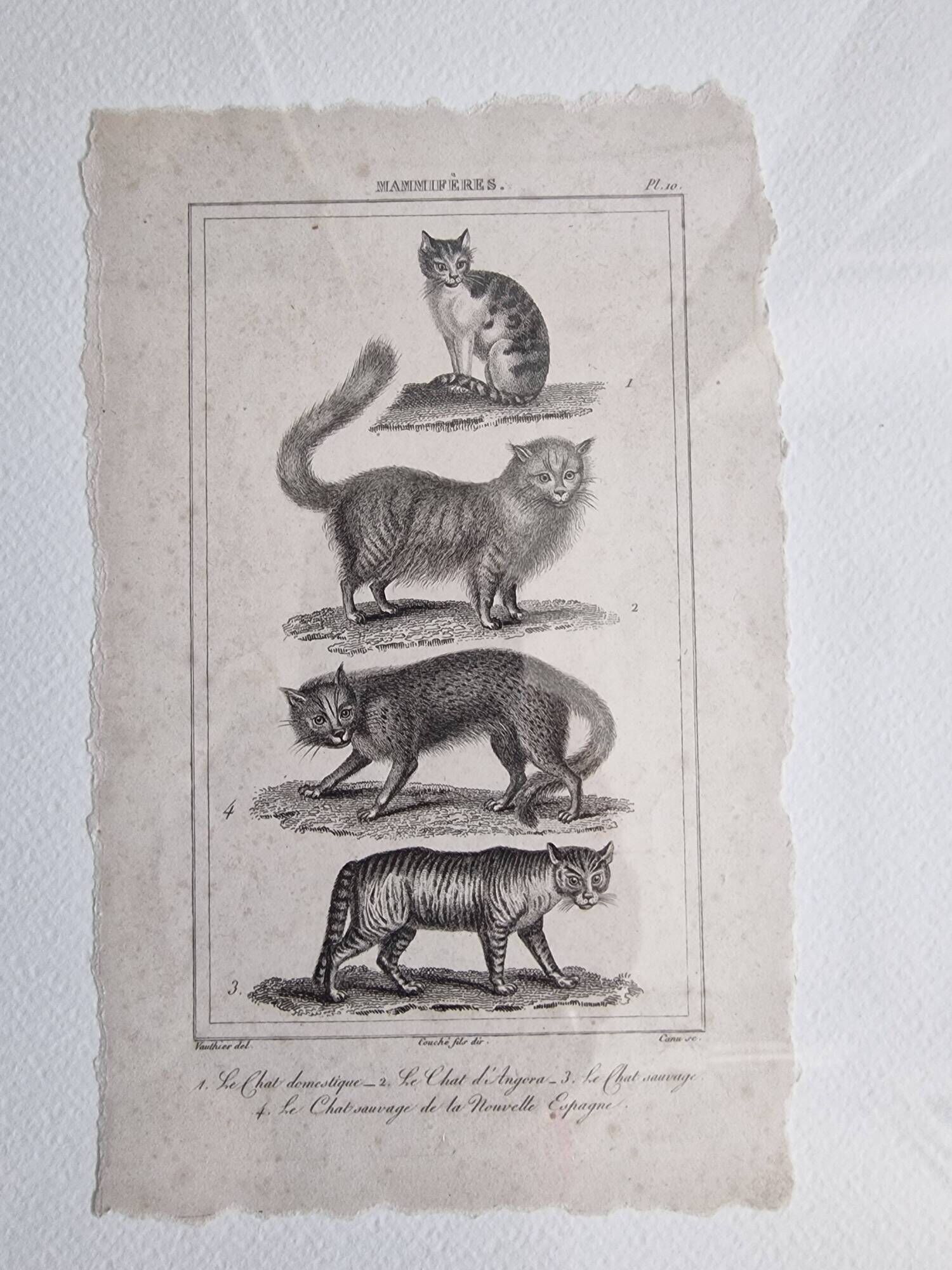 Old print Cats edition Panckoucke