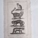 Old print Cats edition Panckoucke