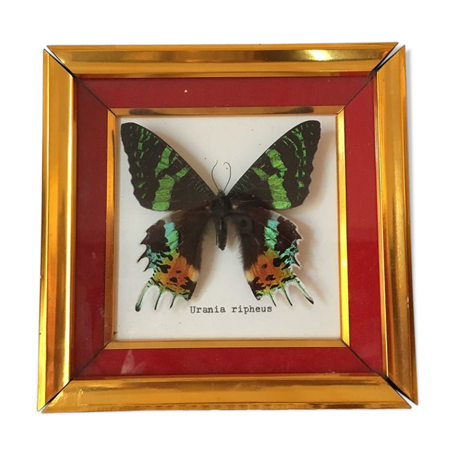 Framework of madagascar urania ripheus butterfly