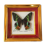 Framework of madagascar urania ripheus butterfly