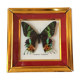 Framework of madagascar urania ripheus butterfly