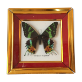 Framework of madagascar urania ripheus butterfly