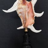 Cabinet of Curiosities shell lambis chiragra on base