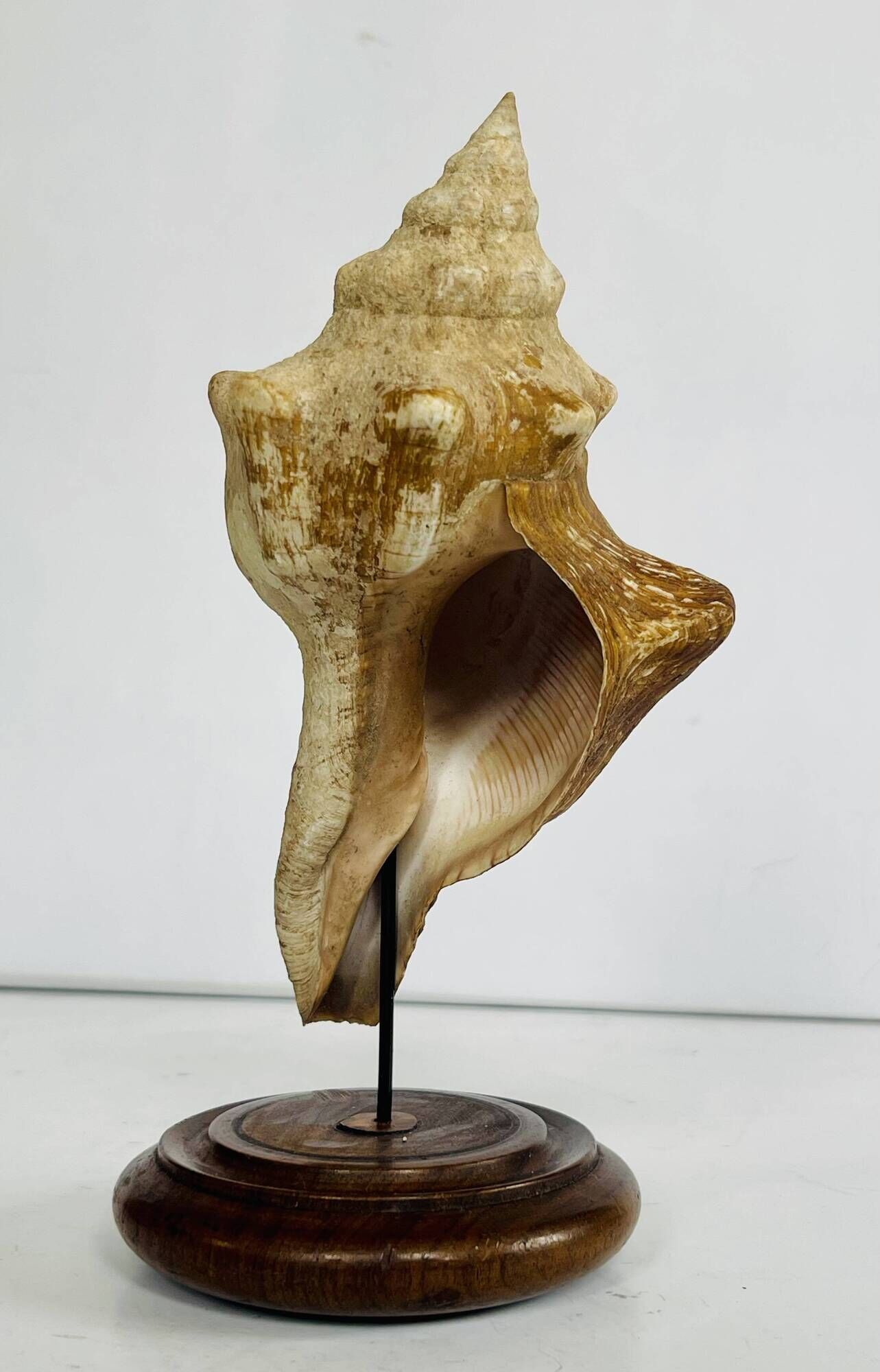 Coquillage