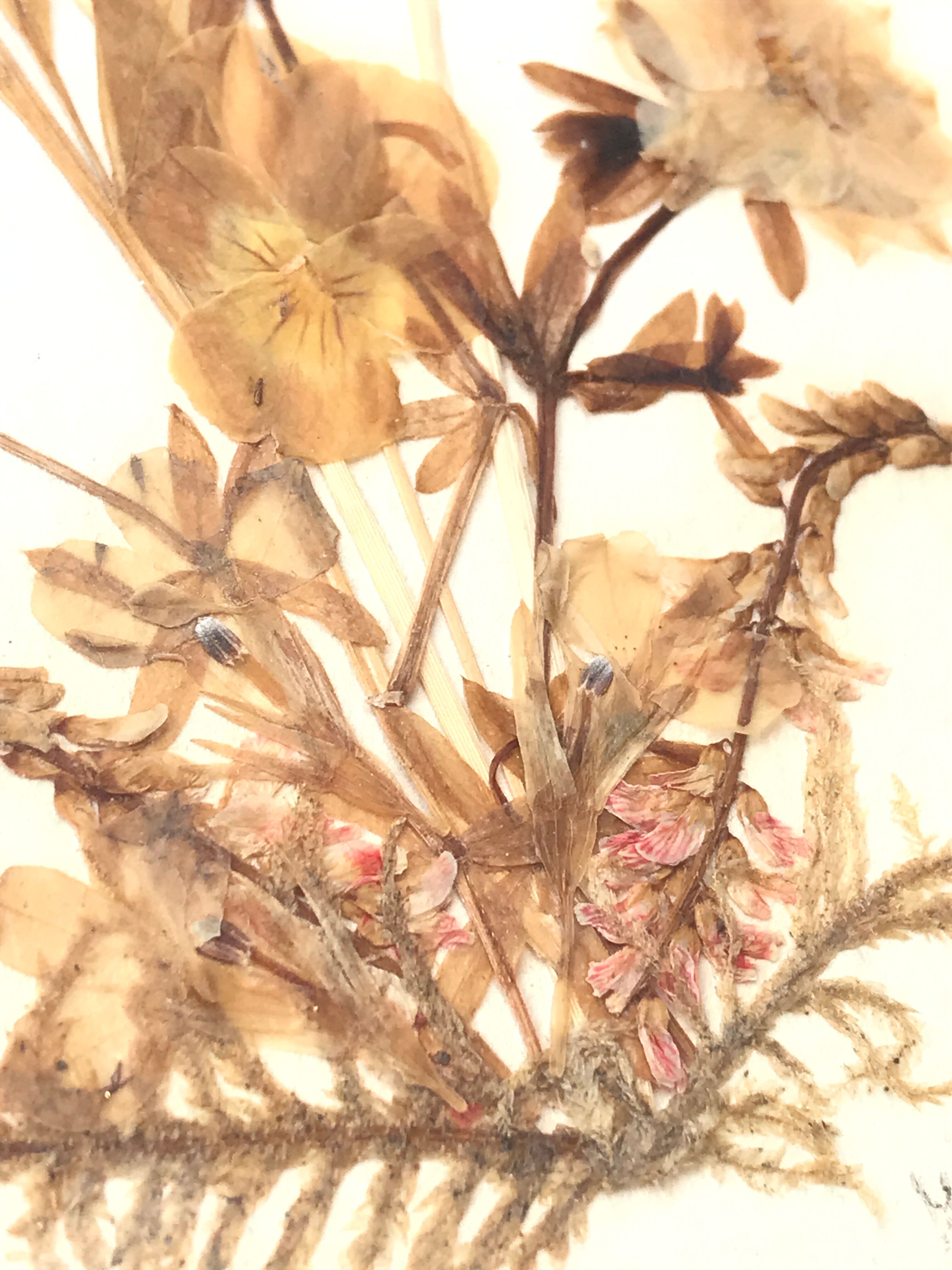 Pair of herbarium frames