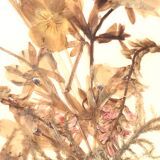 Pair of herbarium frames