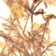 Pair of herbarium frames