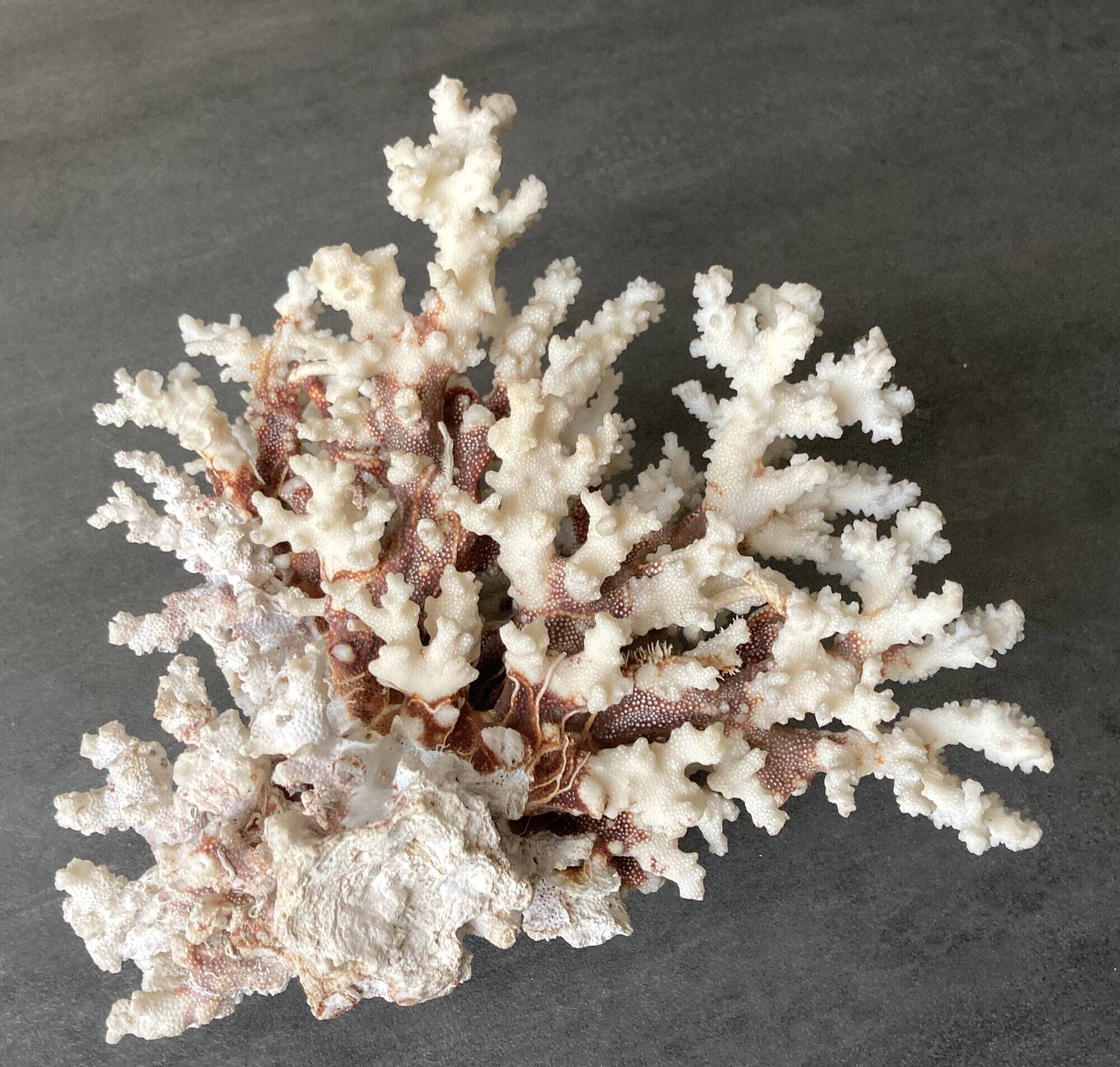 Corail blanc grand modèle 1960 sur bois sculpté