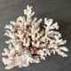 Corail blanc grand modèle 1960 sur bois sculpté