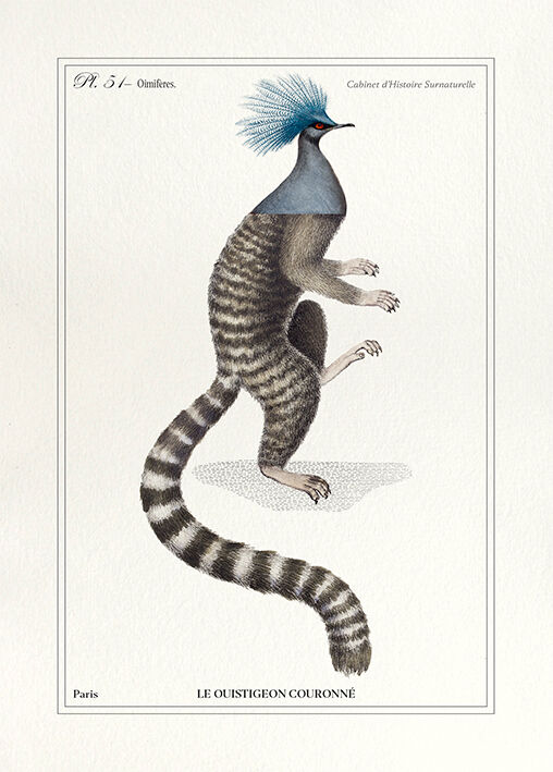 Chimera lithograph engraving animal - the marmoset