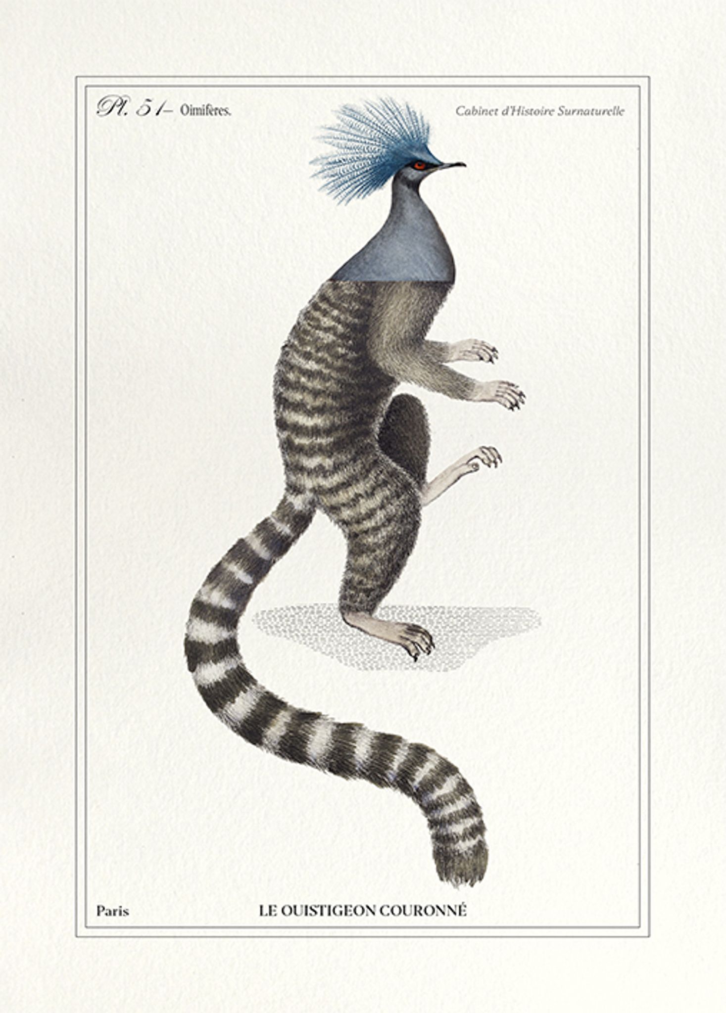 Chimera lithograph engraving animal - the marmoset