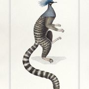 Chimera lithograph engraving animal - the marmoset