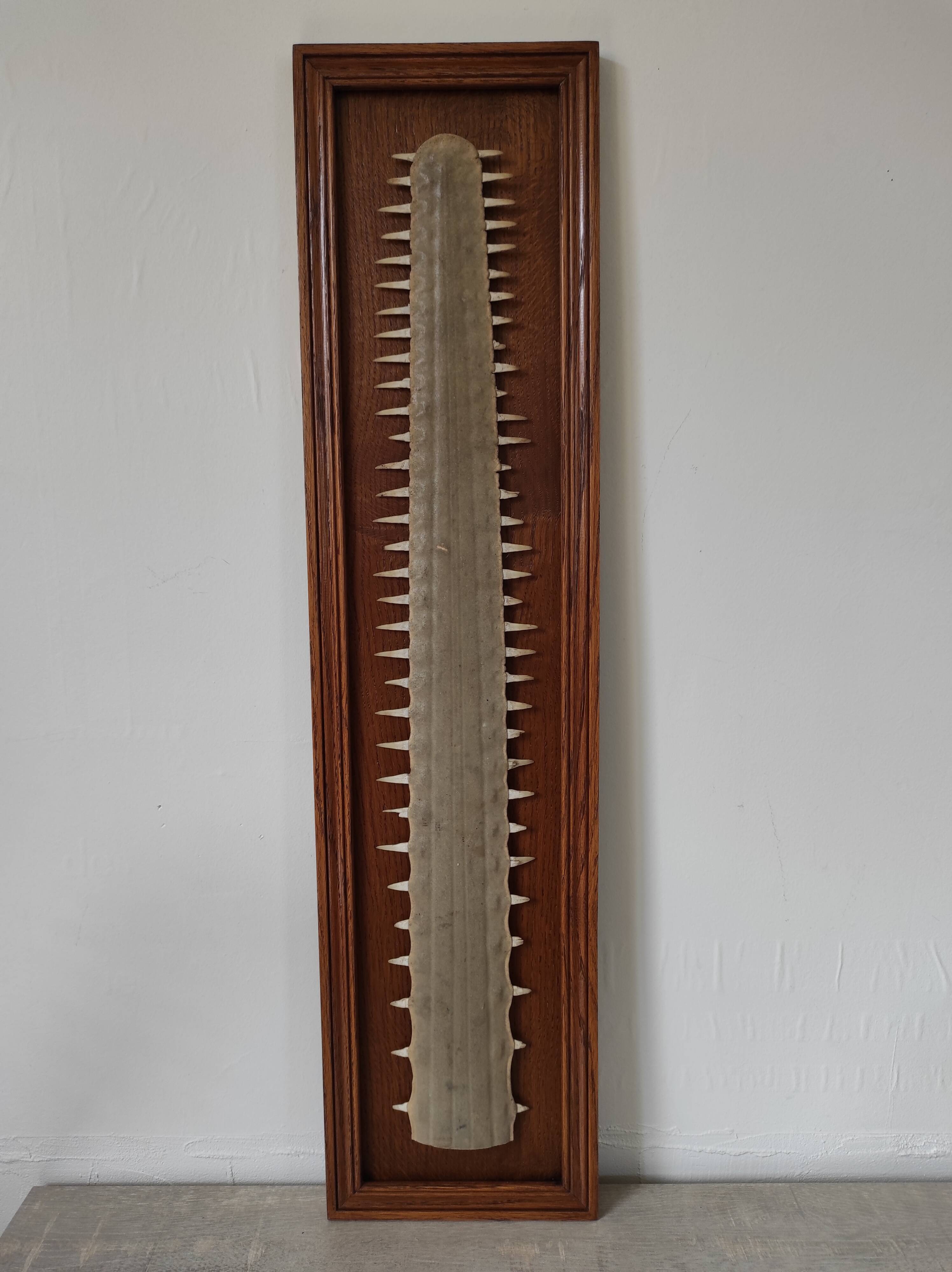 Sawfish rostrum
