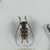 Old entomological insect frame 21 species