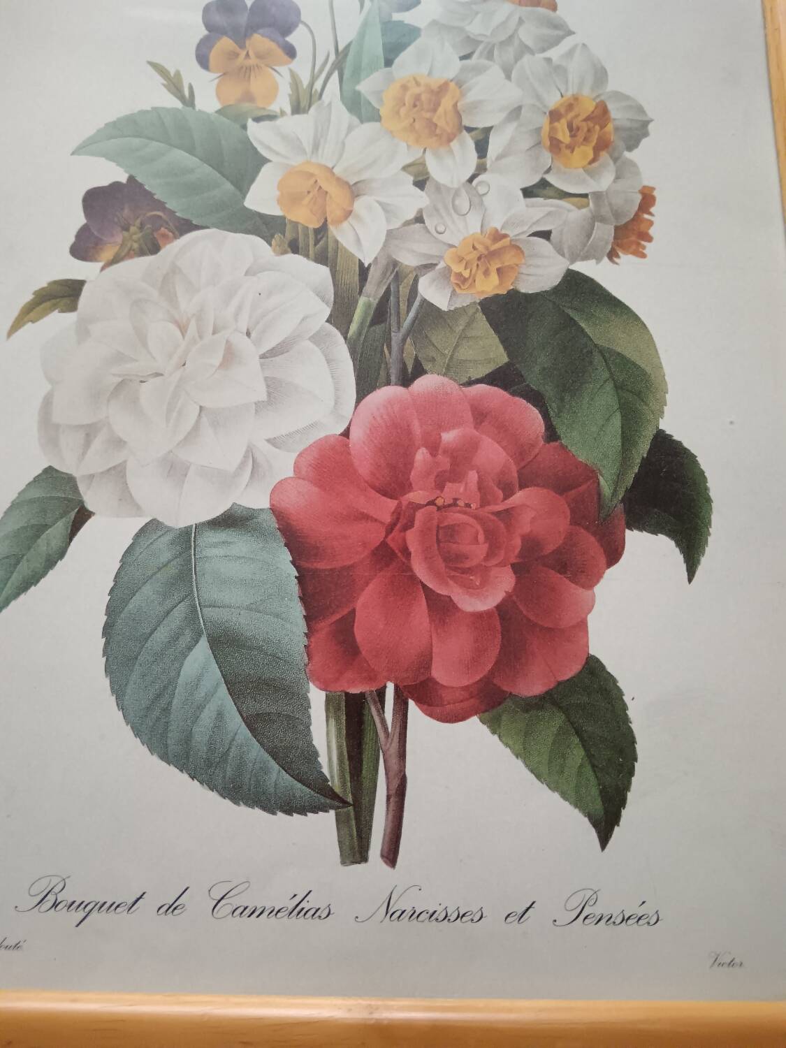 Vintage botanical illustration reboute.