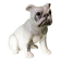 Chien, bouledogue, en terre cuite de Bavent