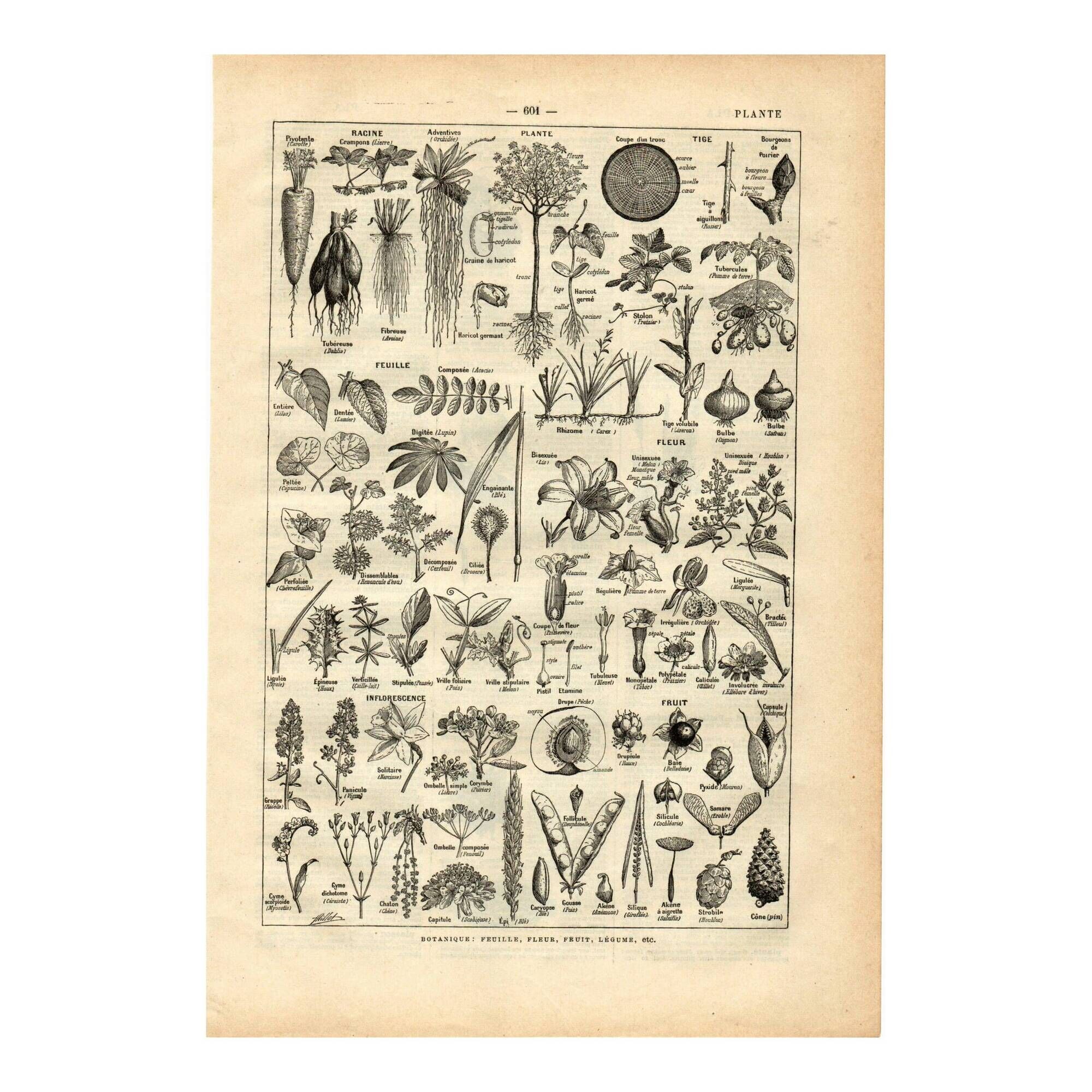Old engraving 1923 - Botany - Morphology of plants - by A. Millot