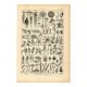 Old engraving 1923 - Botany - Morphology of plants - by A. Millot