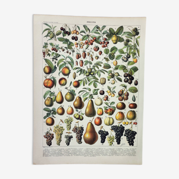 Old engraving 1898, Fruits (from our regions), varieties • Lithograph, Original plate