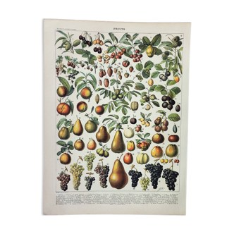 Gravure ancienne 1898, Fruits (de nos régions), variétés • Lithographie, Planche originale