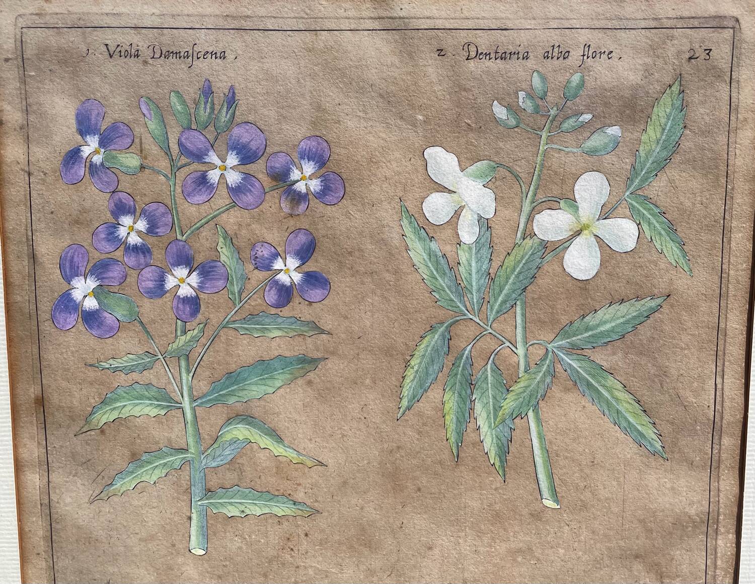 Gravure XVIIème originale sur cuivre, dessinée et gravée par Sweert