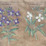 Gravure XVIIème originale sur cuivre, dessinée et gravée par Sweert