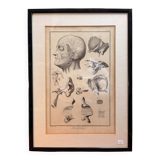 Engraving of Verney Duverney Valsava Encyclopaedia Direct Anatomy Ear