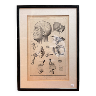 Engraving of Verney Duverney Valsava Encyclopaedia Direct Anatomy Ear