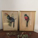 Ornithological Board "Pteroglossus hypoglaucus" J&EGould