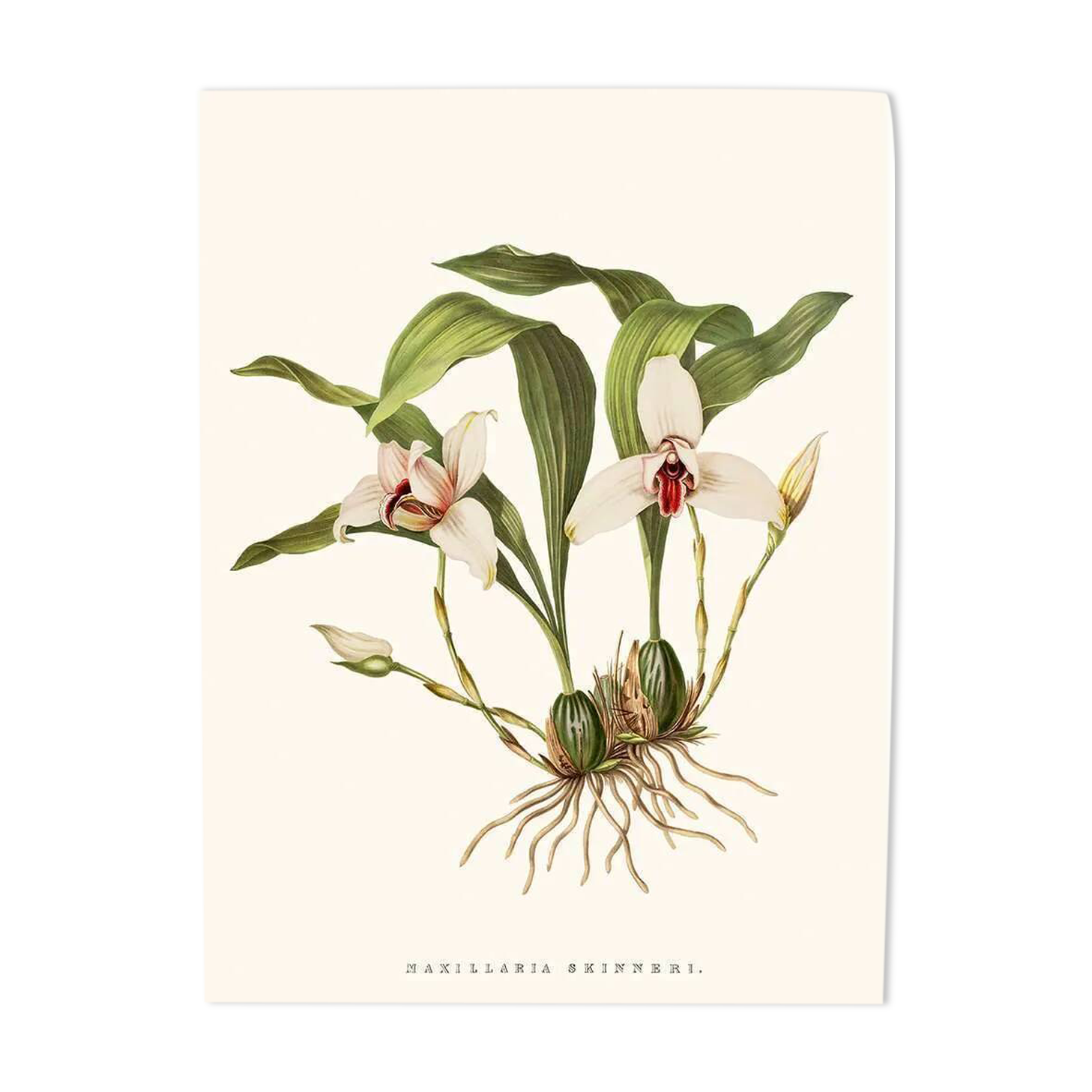 Vintage botanical illustration of Maxillaria Skinneri orchid.