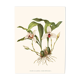 Vintage botanical illustration of Maxillaria Skinneri orchid.
