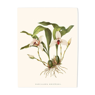 Vintage botanical illustration of Maxillaria Skinneri orchid.