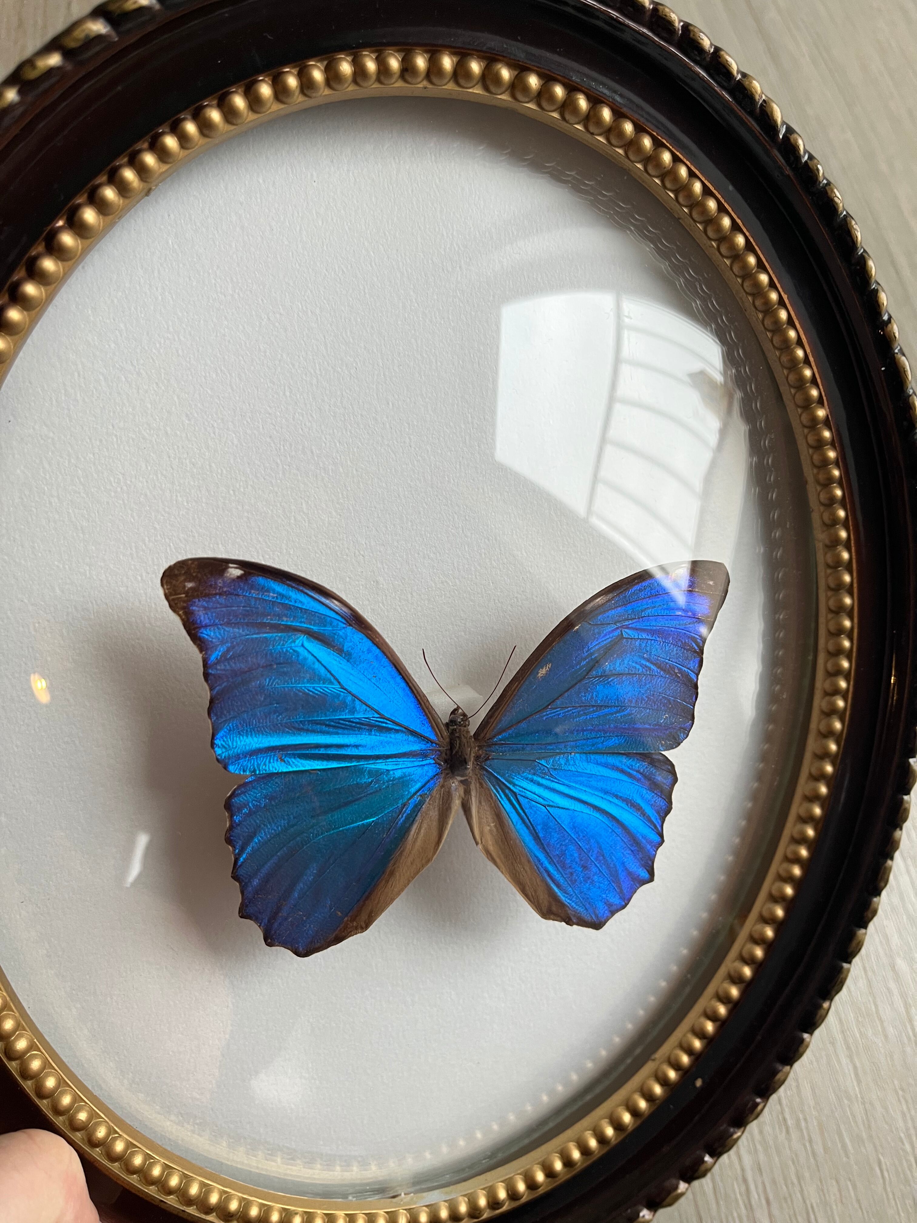 Butterfly domed glass frame "Morpho menelaus"