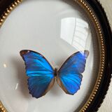 Butterfly domed glass frame "Morpho menelaus"