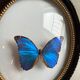 Cadre verre bombé papillon «Morpho menelaus»