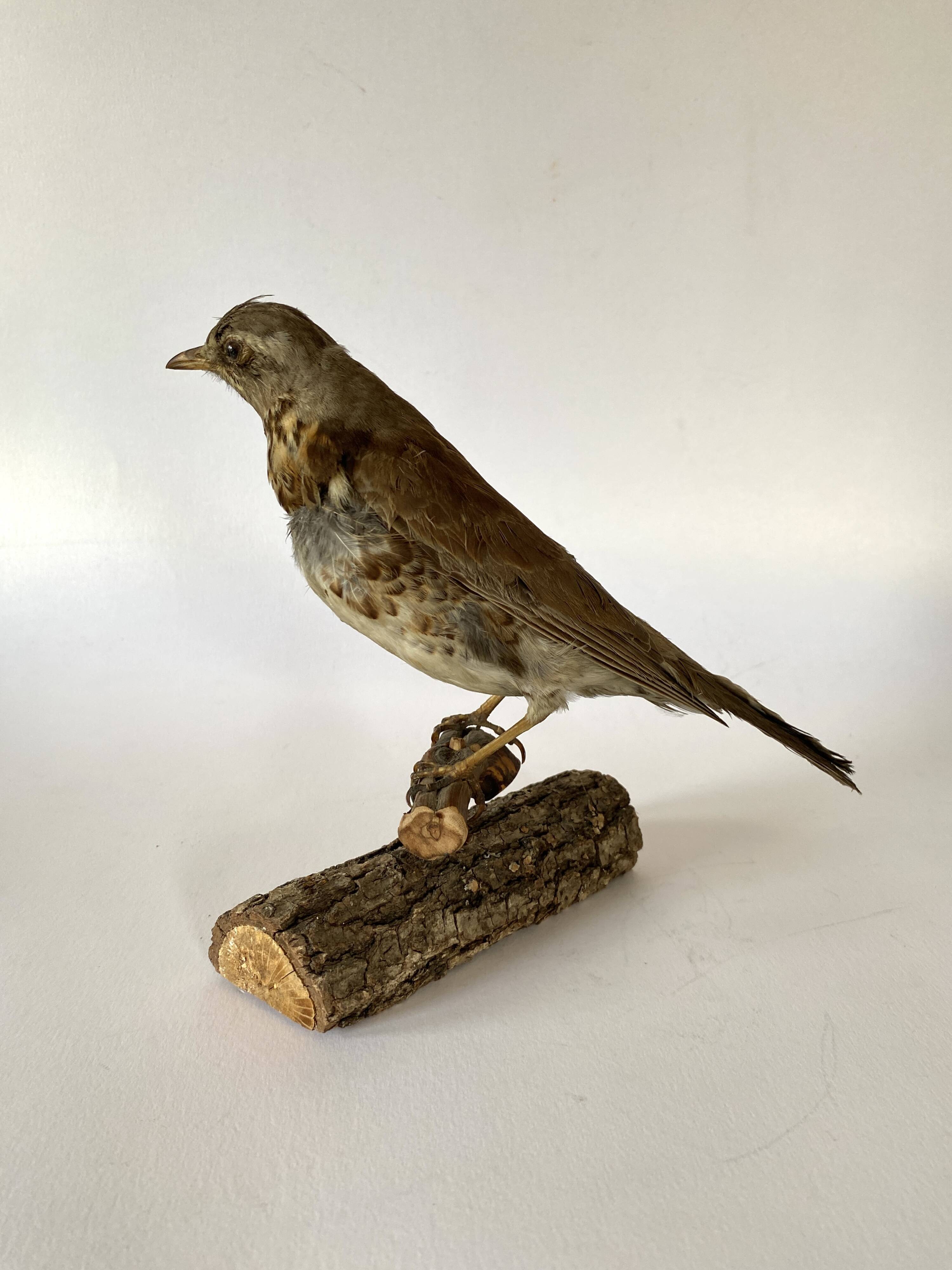 Stuffed bird, taxidermy, cabinet of curiosities