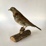 Stuffed bird, taxidermy, cabinet of curiosities