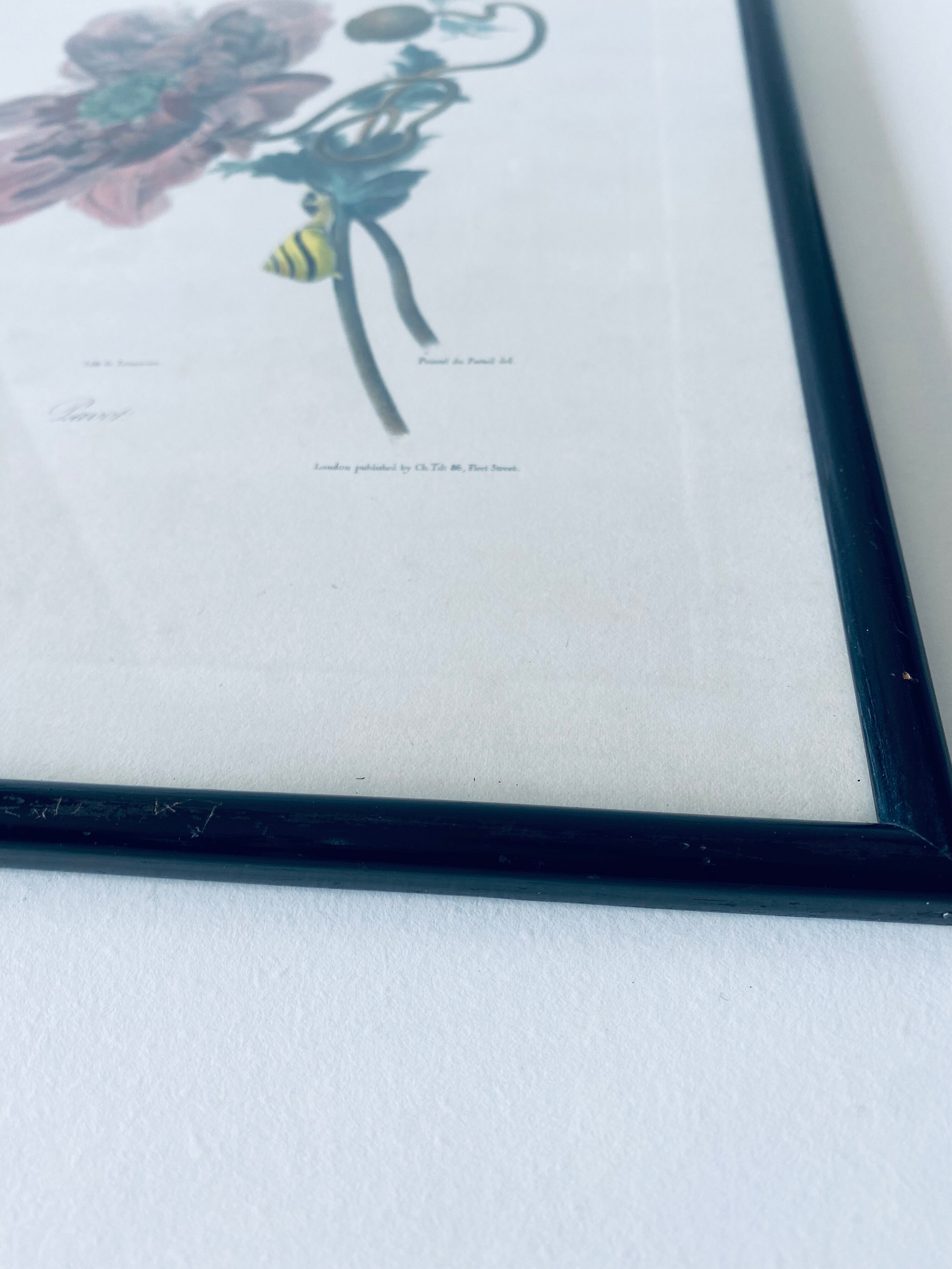 Ancient lithograph framed flower and snail
