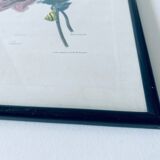 Ancient lithograph framed flower and snail