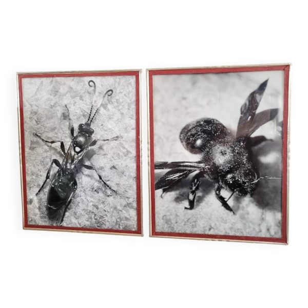 Paire de photographies argentiques anciennes insectes S Celebonovic
