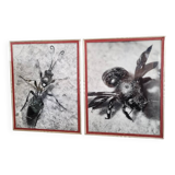 Pair of old silver photographs of insects S Celebonovic