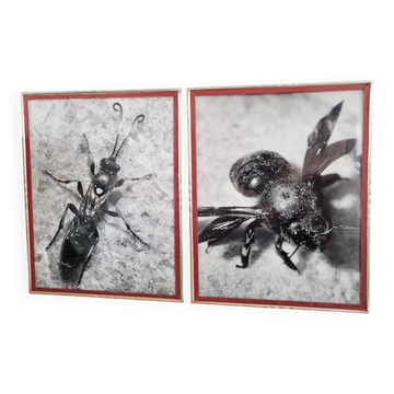 Pair of old silver photographs of insects S Celebonovic