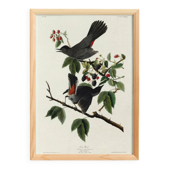 Poster about the Blackbird-Cat, based on an old engraving from 1827.