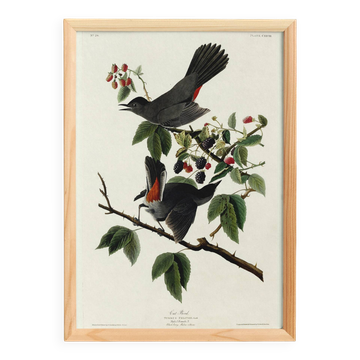 Poster about the Blackbird-Cat, based on an old engraving from 1827.