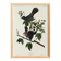 Poster about the Blackbird-Cat, based on an old engraving from 1827.