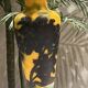 Lamp base - Acid-etched glass - Gallé style