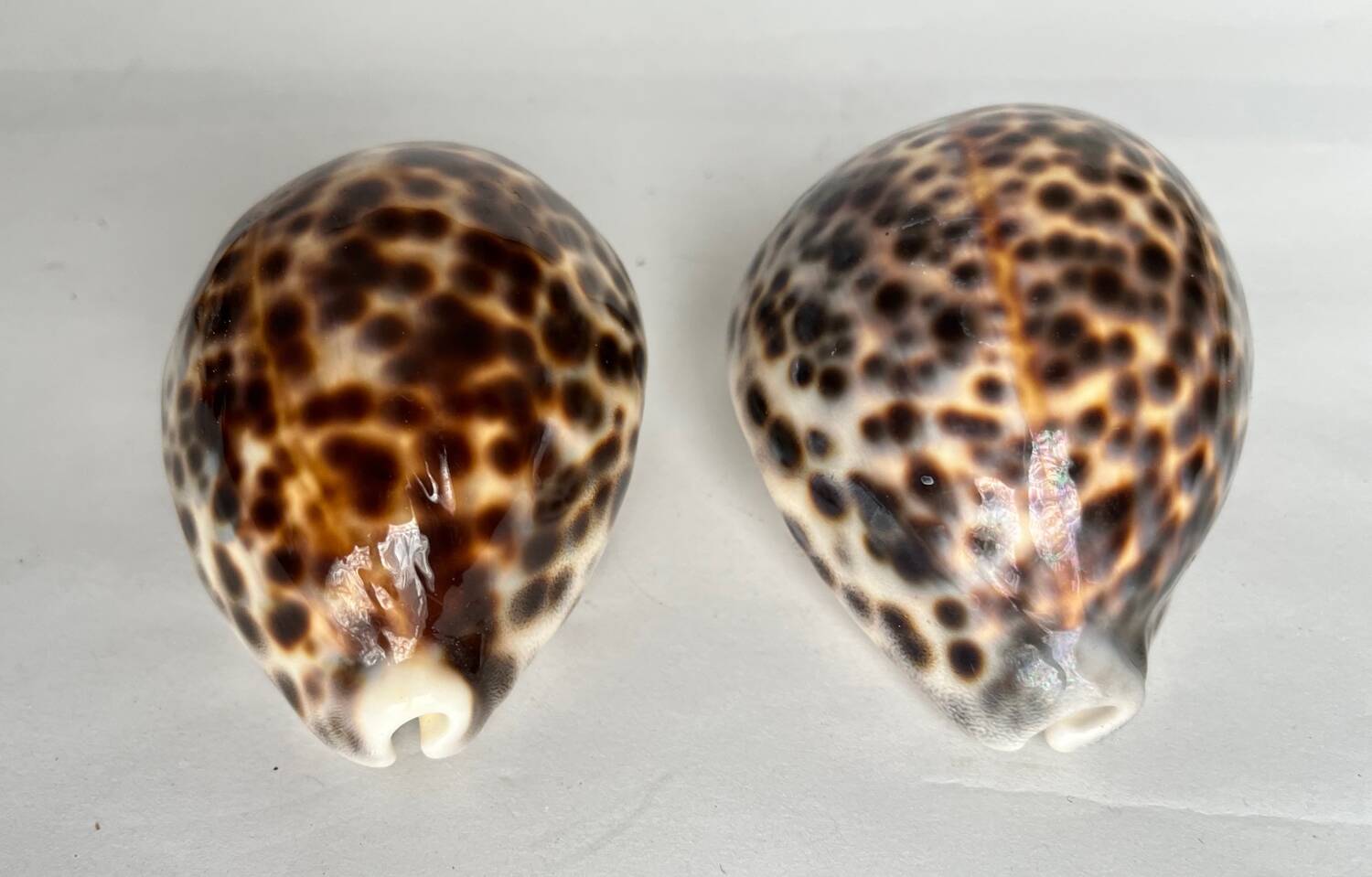 Set of two shells