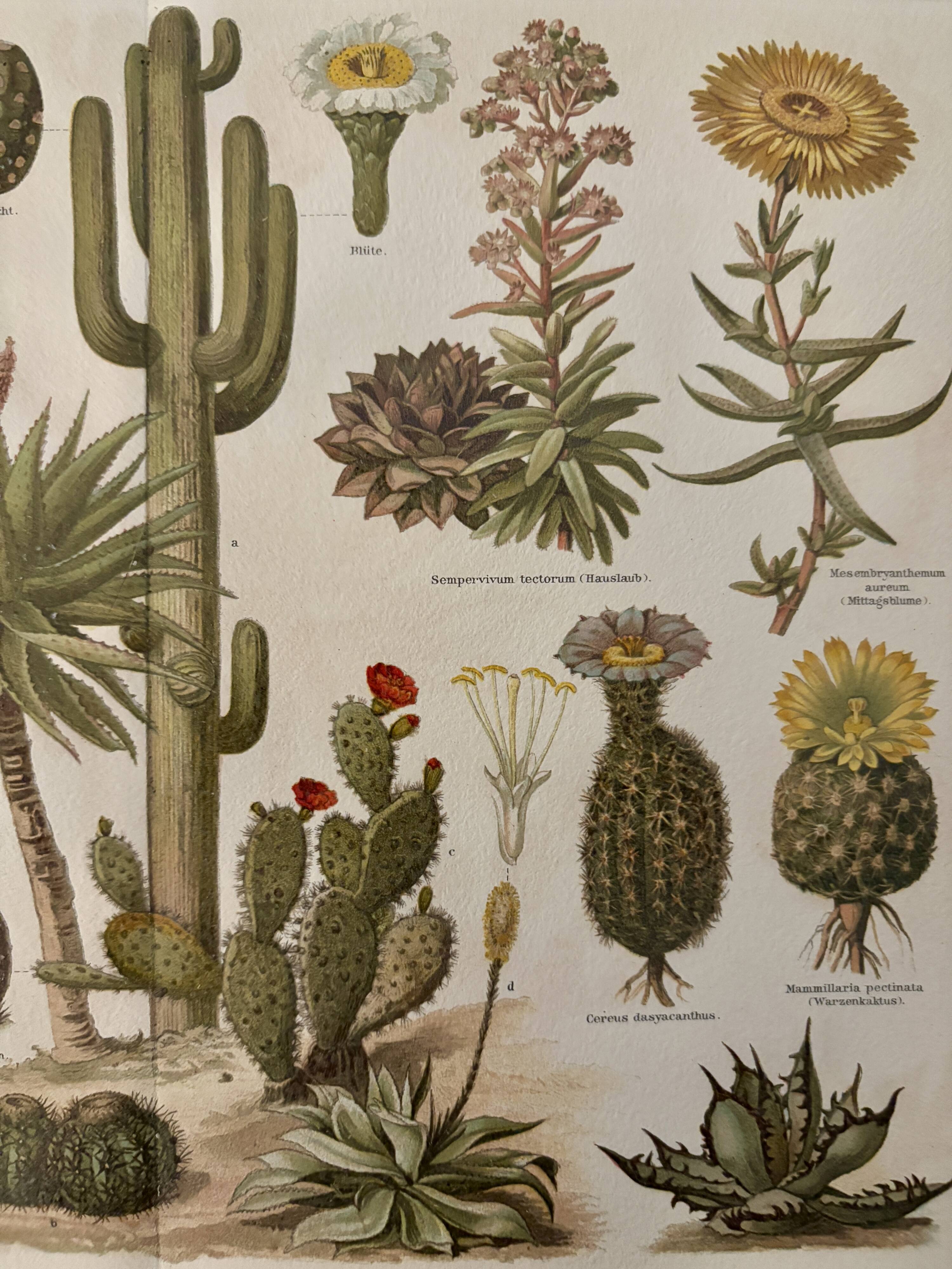 Lithographie gravure sur les cactus et plantes grasses, 1890