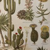 Lithographie gravure sur les cactus et plantes grasses, 1890