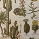 Lithograph engraving of cacti and succulents – 1890